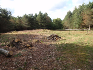 Late Neolithic or Bronze Age burial mound within a forestry plantation at Harling Heath.